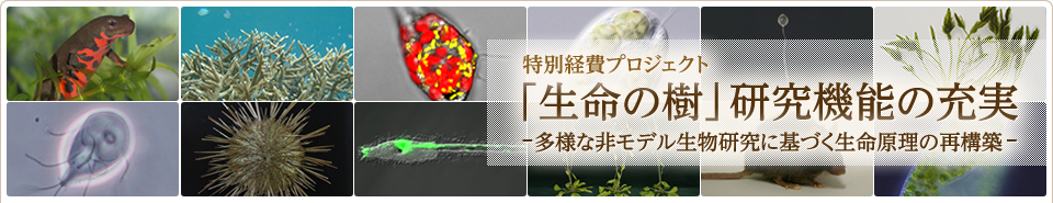 筑波大学 特別経費プロジェクト 「生命の樹」研究機能の充実 -多様な非モデル生物研究に基づく生命原理の再構築-