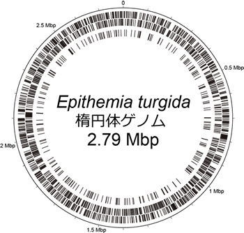 図3．ロパロディア科珪藻Epithemia turgida楕円体の環状ゲノムマップ