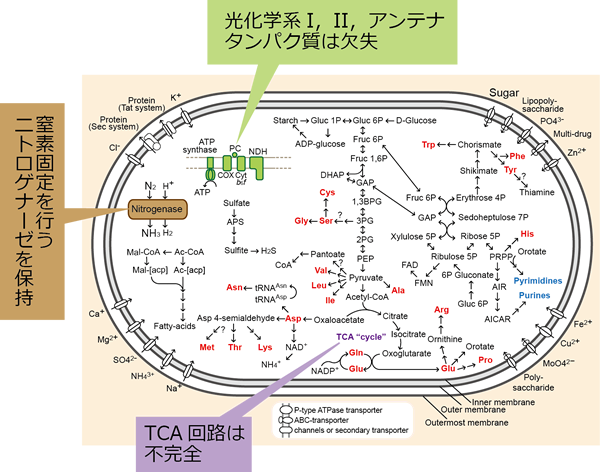 図4．ロパロディア科珪藻Epithemia turgida楕円体ゲノムから推測された代謝マップ